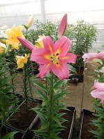 [3507 PO25 Empoli No101.JPG]